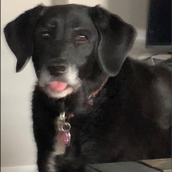 Meet your Posher, Rosanna - Picture 7 of 8